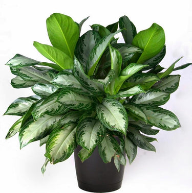 Aglaonema Plant (Chinese Evergreen, Philippine Evergreen)